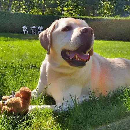 בית הארחה Gaestehaus Maeder - Dreiweltenkarte 3*