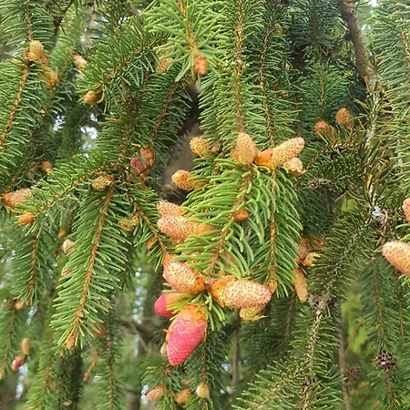 Gaestehaus Maeder - Dreiweltenkarte Vendégház Bad Dürrheim
