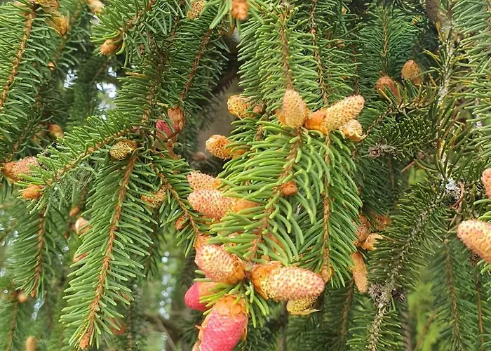 Gaestehaus Maeder - Dreiweltenkarte Pensionat Bad Dürrheim