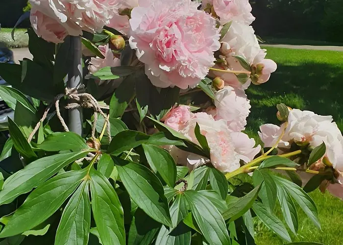 Gaestehaus Maeder - Dreiweltenkarte بيت ضيافة